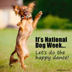 Image result for national dog week  images