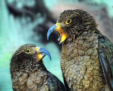 13245351_10155414516758084_8735490259741997196_n