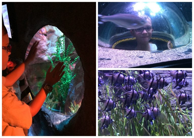 Visiting The SEA LIFE Aquarium Arizona + Get 5 off Admission Until