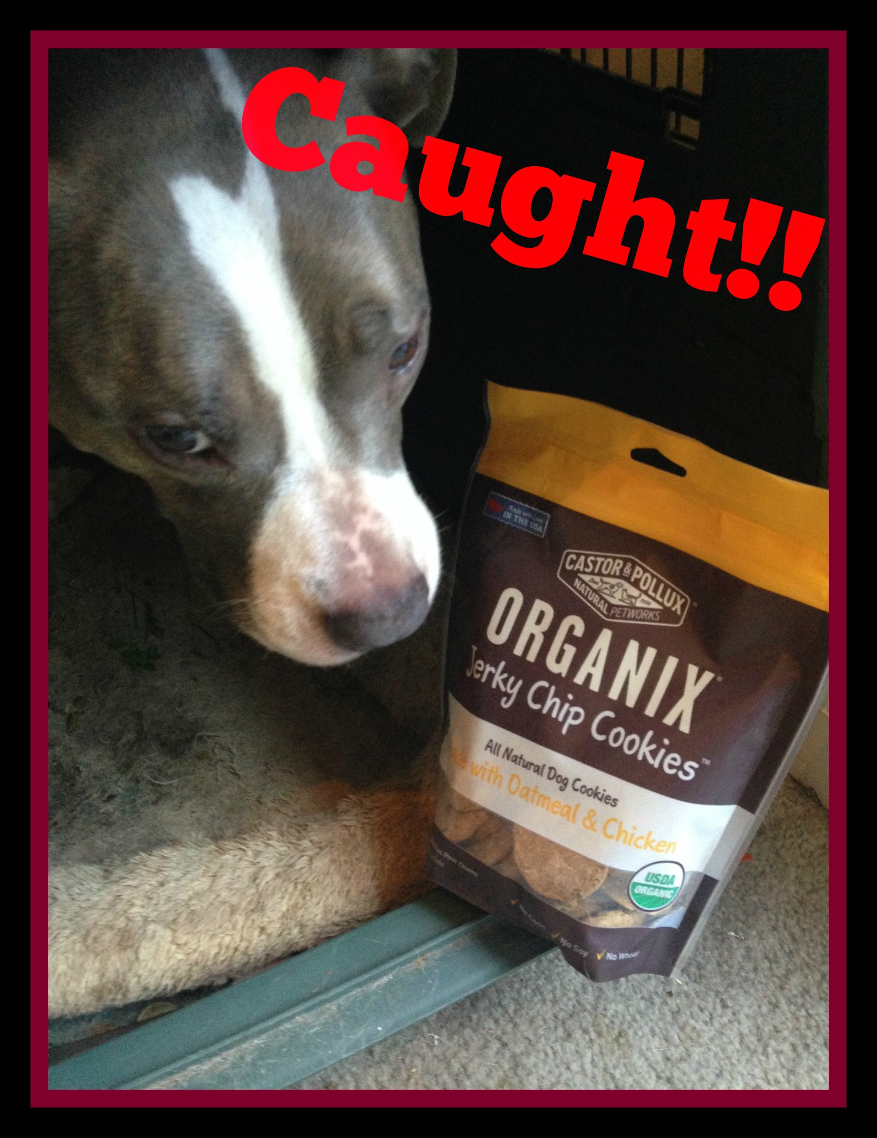 Organix top dog cookies
