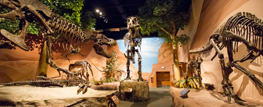 museumofancientlifeheader