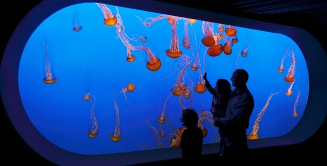 Visitors watching sea nettles (Chrysaora fuscescens) at the Sea Nettle Exhibit.