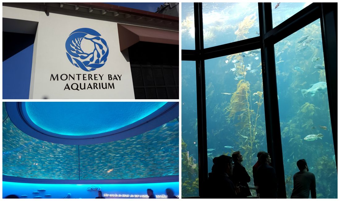 montereybayaquarium