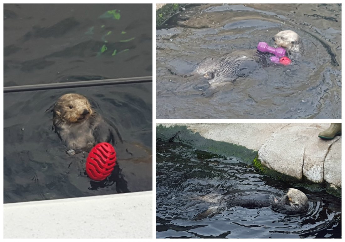 seaotters