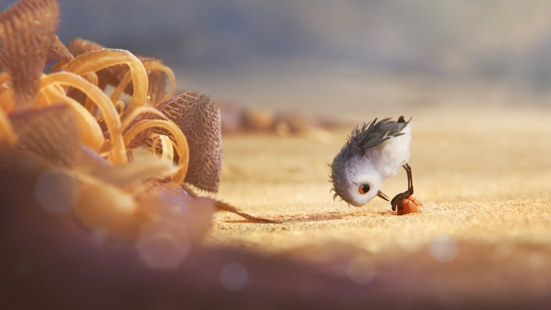BIG ADVENTURE — A hungry sandpiper hatchling ventures from her nest for the first time to dig for food by the shoreline in 