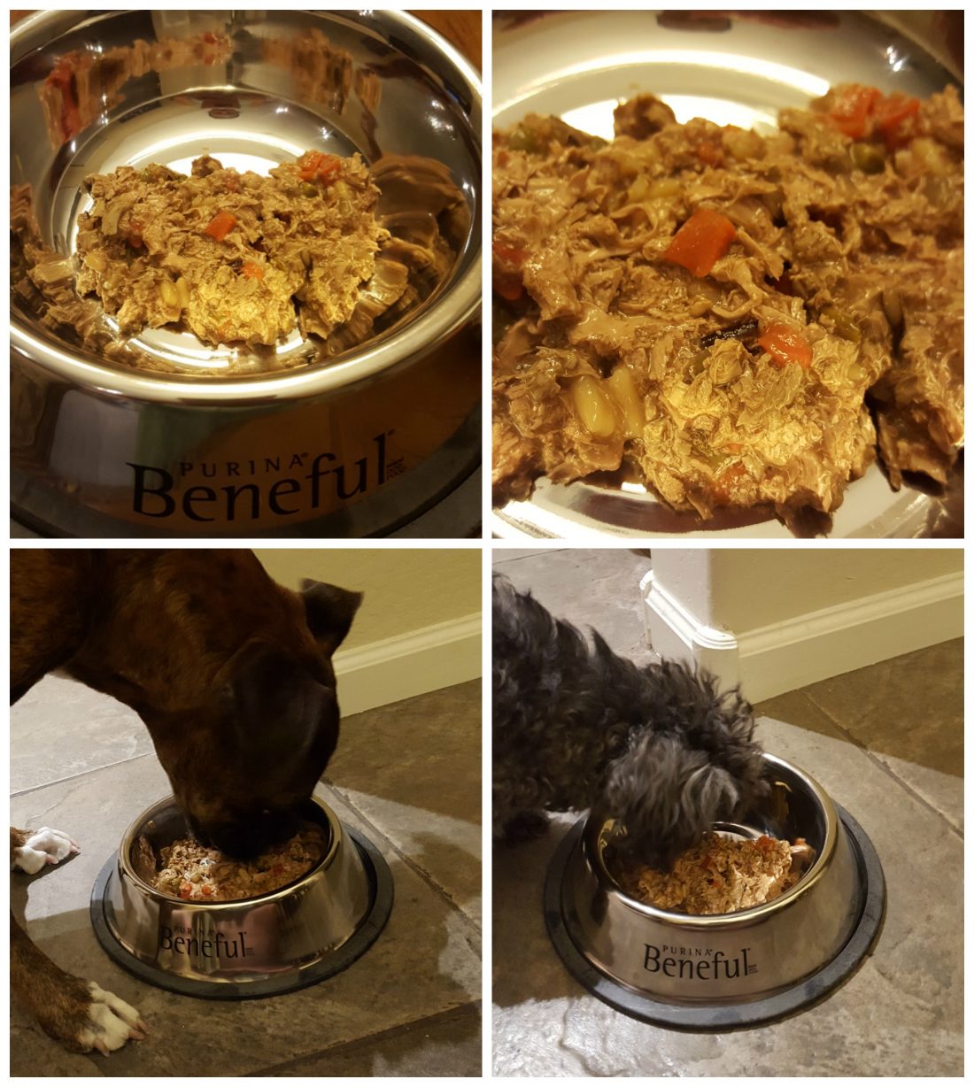 benefulwetdogfood