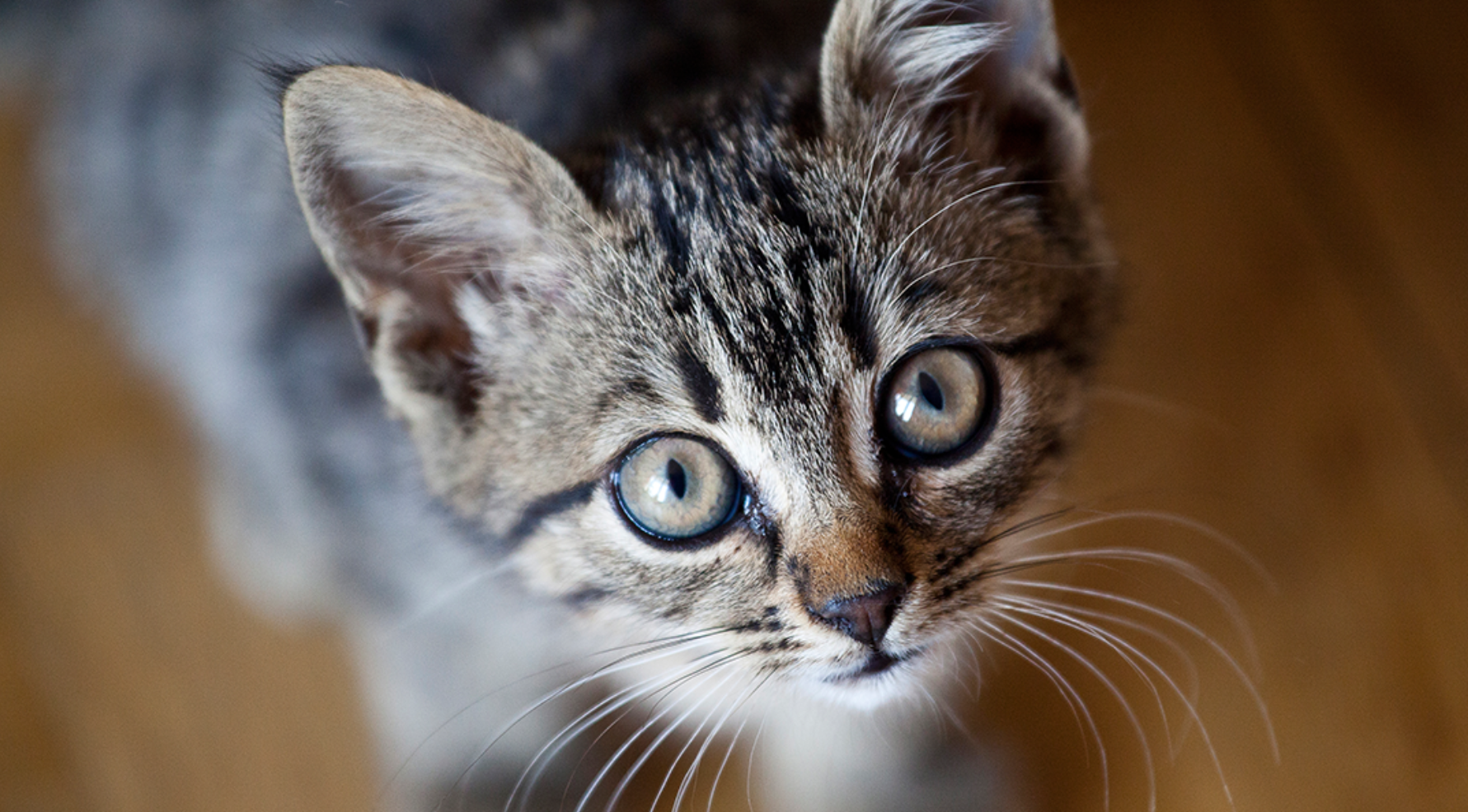 Five Tips to Keep Your Cat’s Teeth Bright and Healthy 