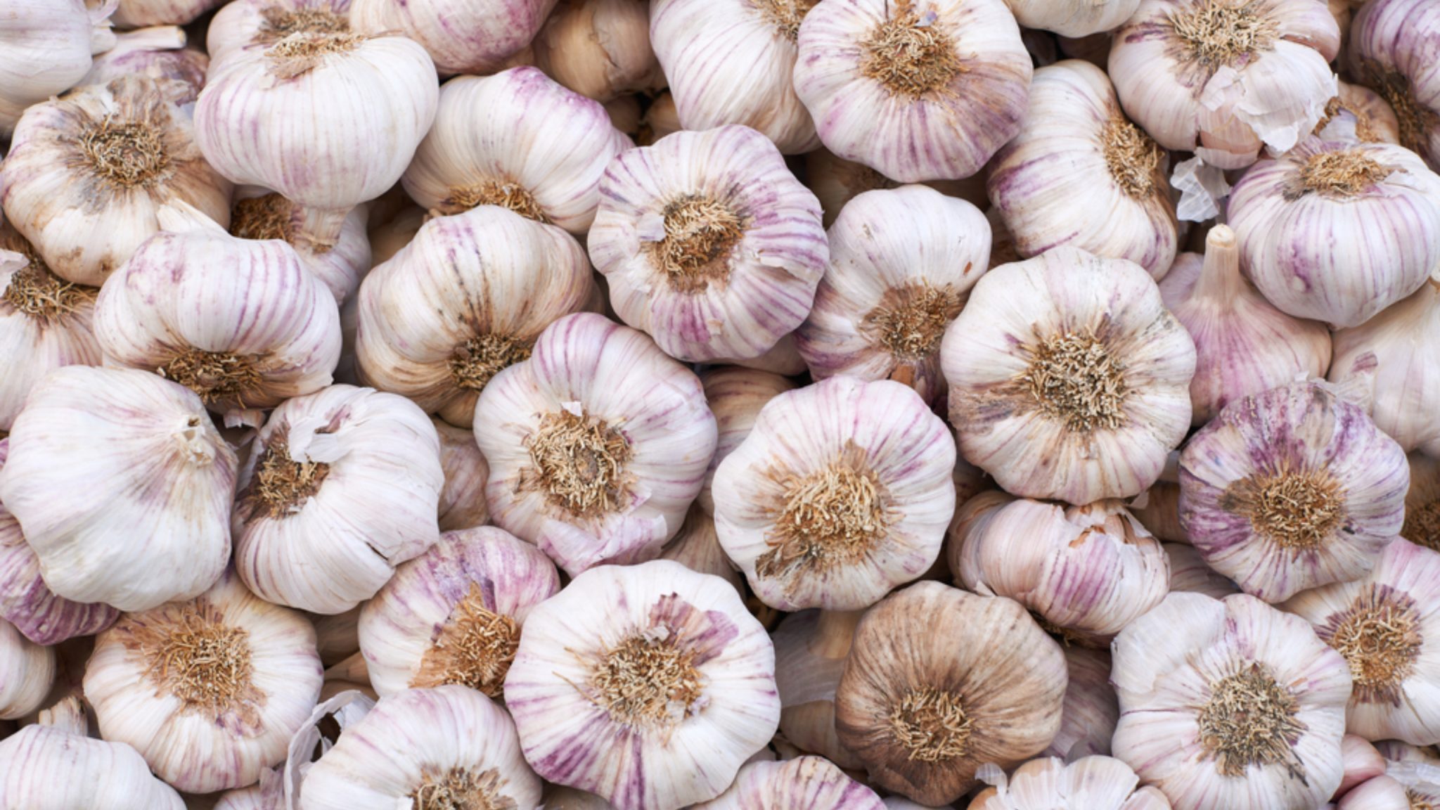 Safest Ways to Keep Garlic Fresh for Long