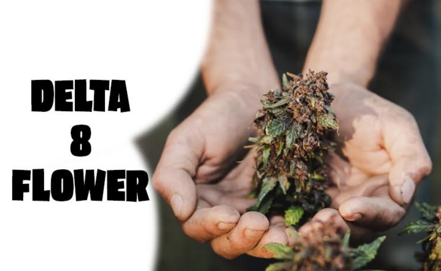 Buyer’s Guide to Delta8 THC Flowers